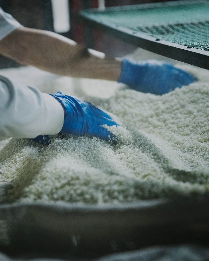 A brewer hand-mixing steamed rice for koji production.