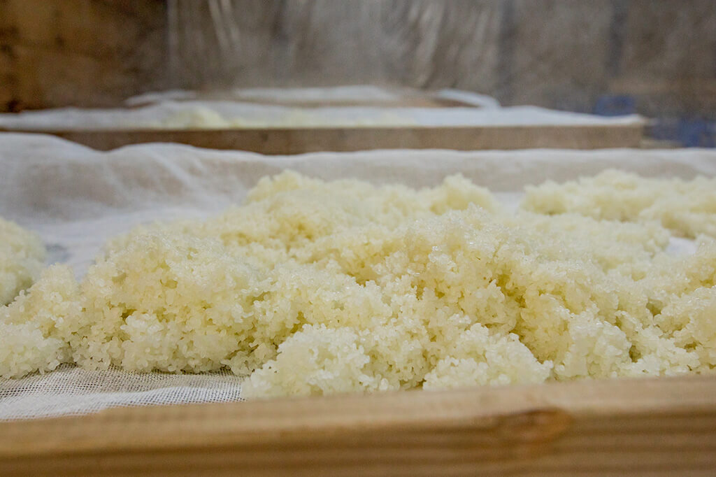 Steamed rice spread out on cloths during the koji-making process.