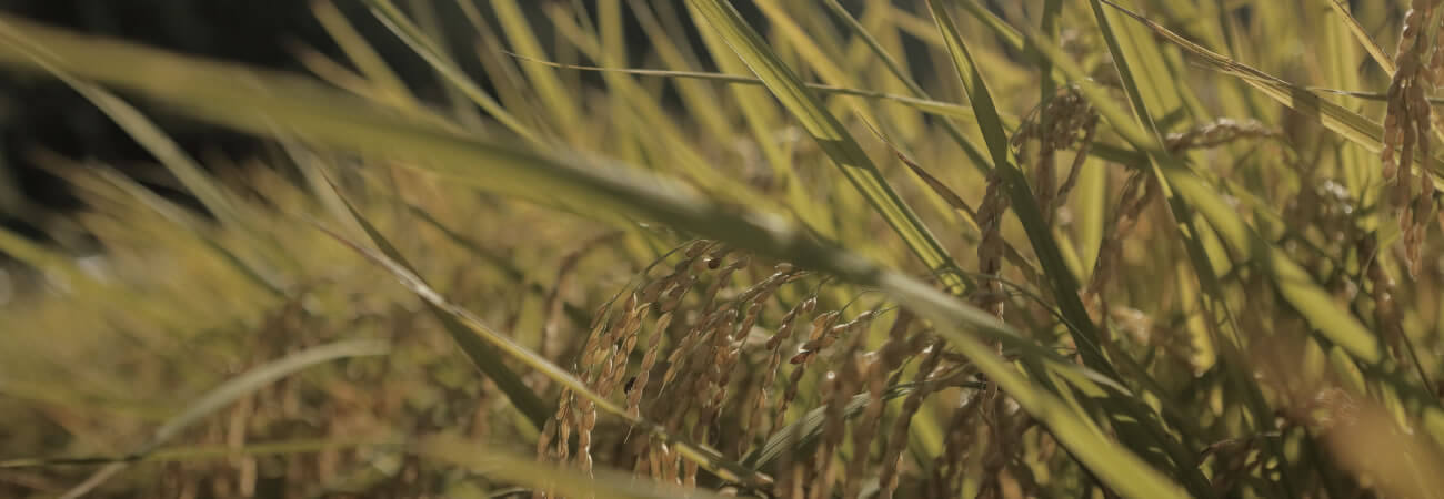 Mutemuka Co.,Ltd