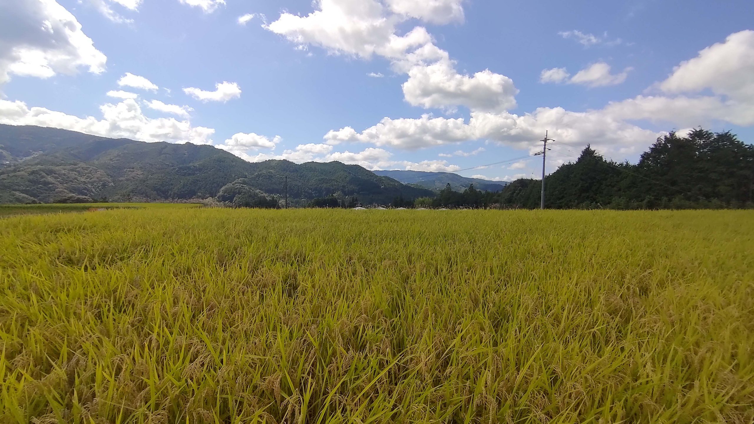Rice paddy near the brewery used for growing sake rice.