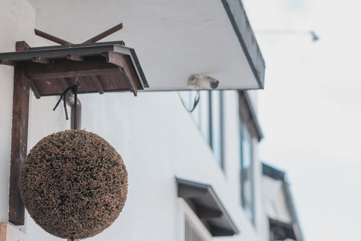 Sugidama cedar ball hanging beneath the brewery's white plastered building corner.