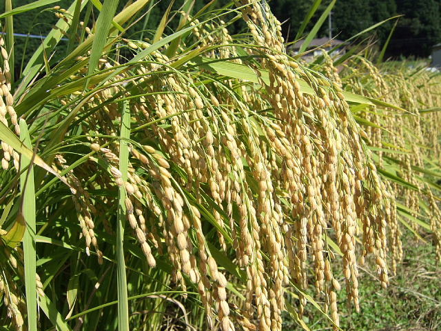 Otokojiman Shuzo Co.,Ltd