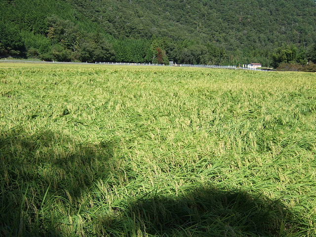 Wide view of the Yamada Nishiki paddy fields the brewery cultivates in the Tokusa district, with wooded hills behind, autumn 2023.
