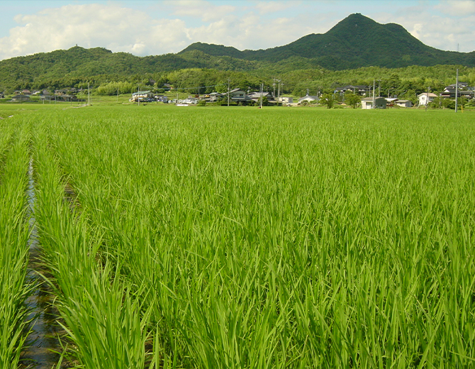 米へのこだわり(酒米の田んぼ)