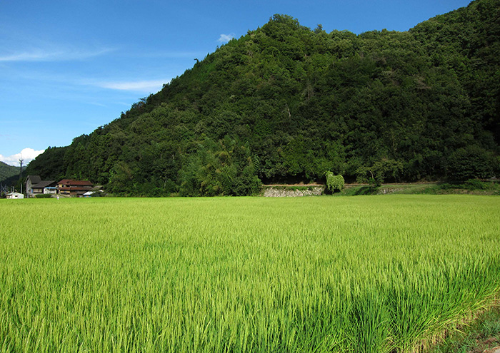 Rice paddy near the brewery used for sake rice