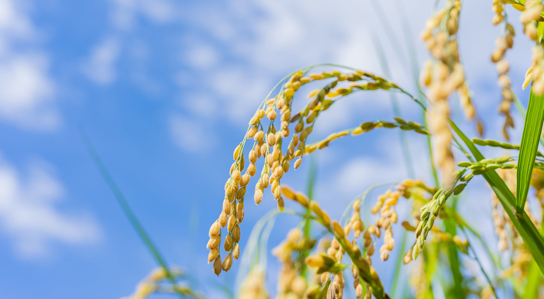 Ripening rice ears against a blue sky