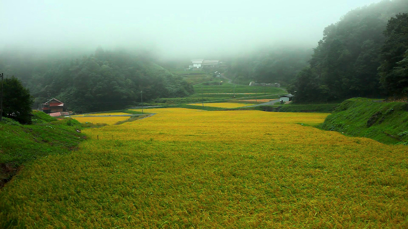 Terraced rice paddies in fog near the brewery, grown by local farmers who supply Ikezuki's sake rice.