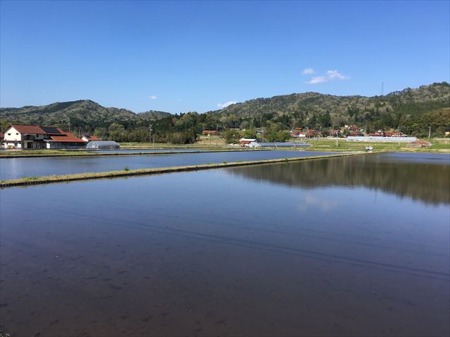 Flooded rice paddies near the brewery with the contract-farming village visible in the background.