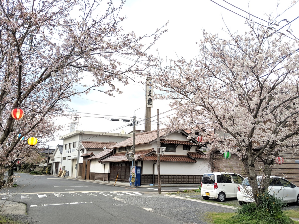 蔵の外観(桜並木・提灯)