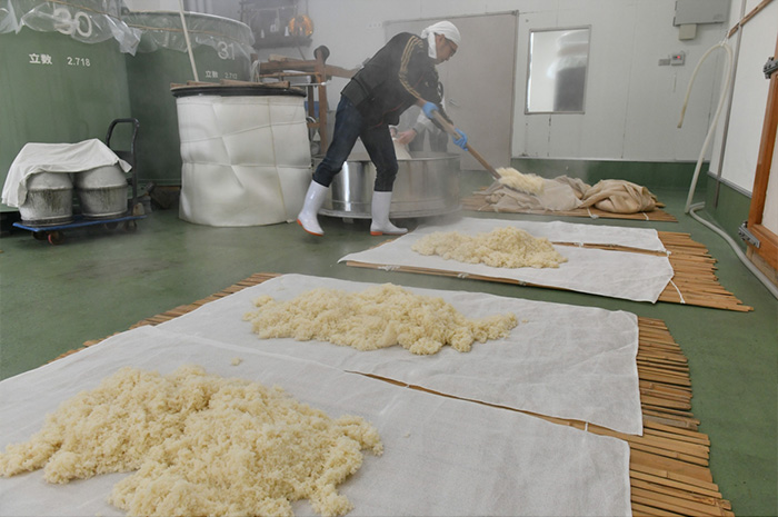 Steamed rice being spread out to cool before koji-making.