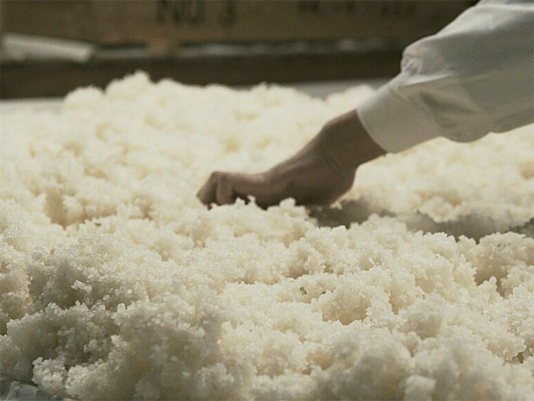 Close-up of steamed rice (koji-making step) being checked by hand during the brewing process.