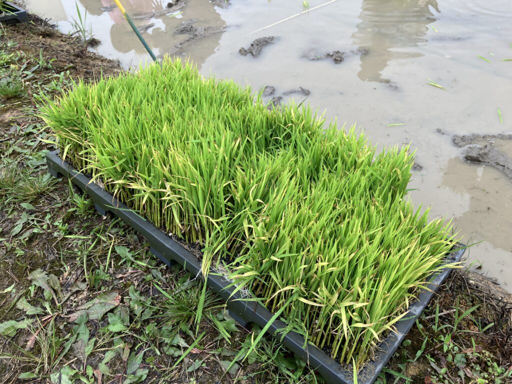 Rice seedling trays beside a flooded paddy field, from a rice-planting experience event report.