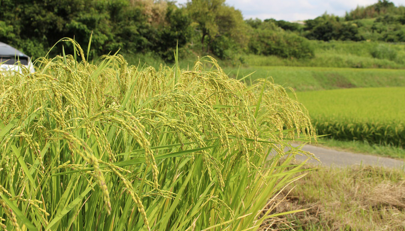 Rice paddy near the brewery, associated with the locally grown rice used in its sake