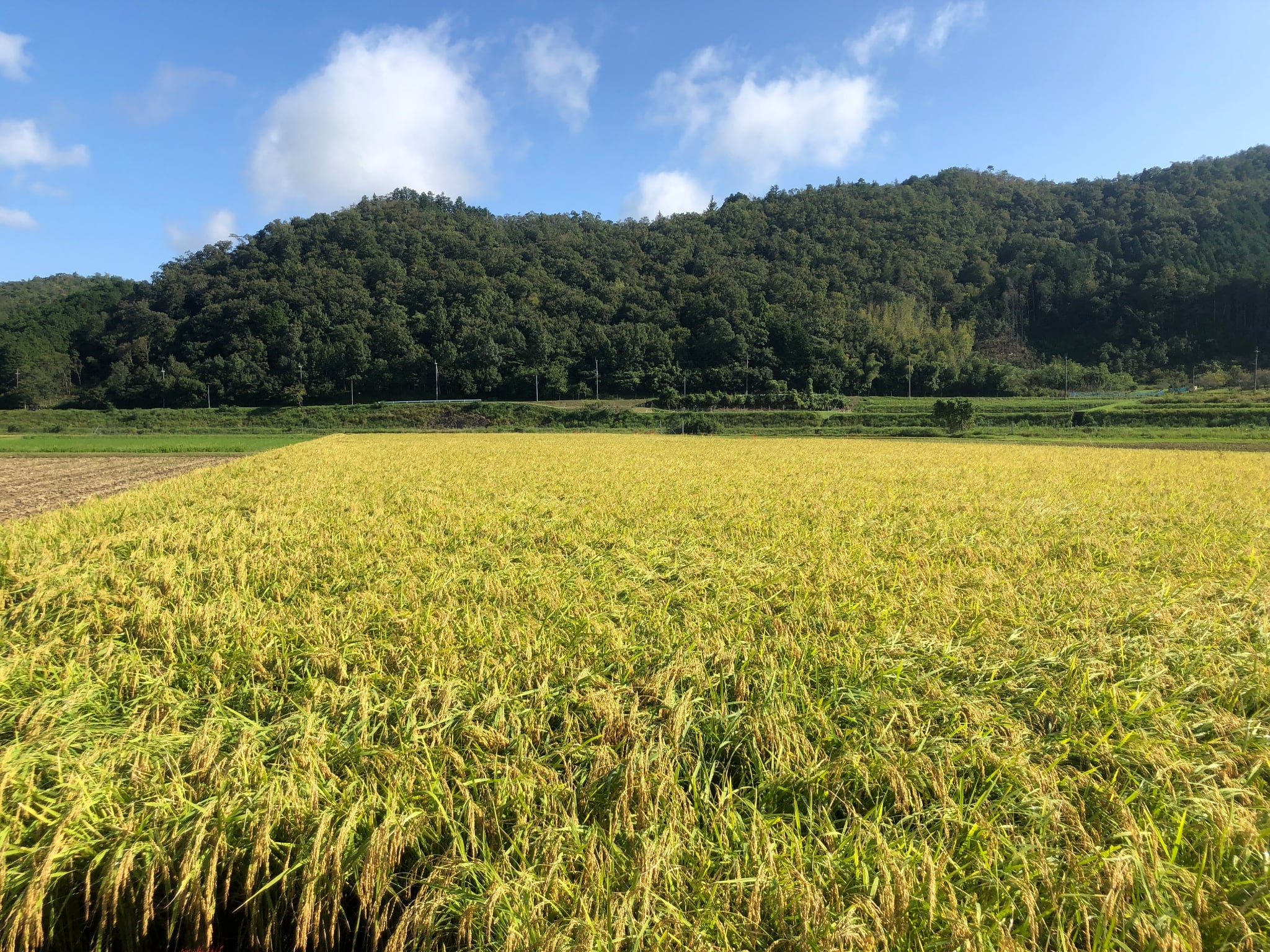 Golden rice paddies near harvest time in the Rokunobu area of Fukuchiyama.