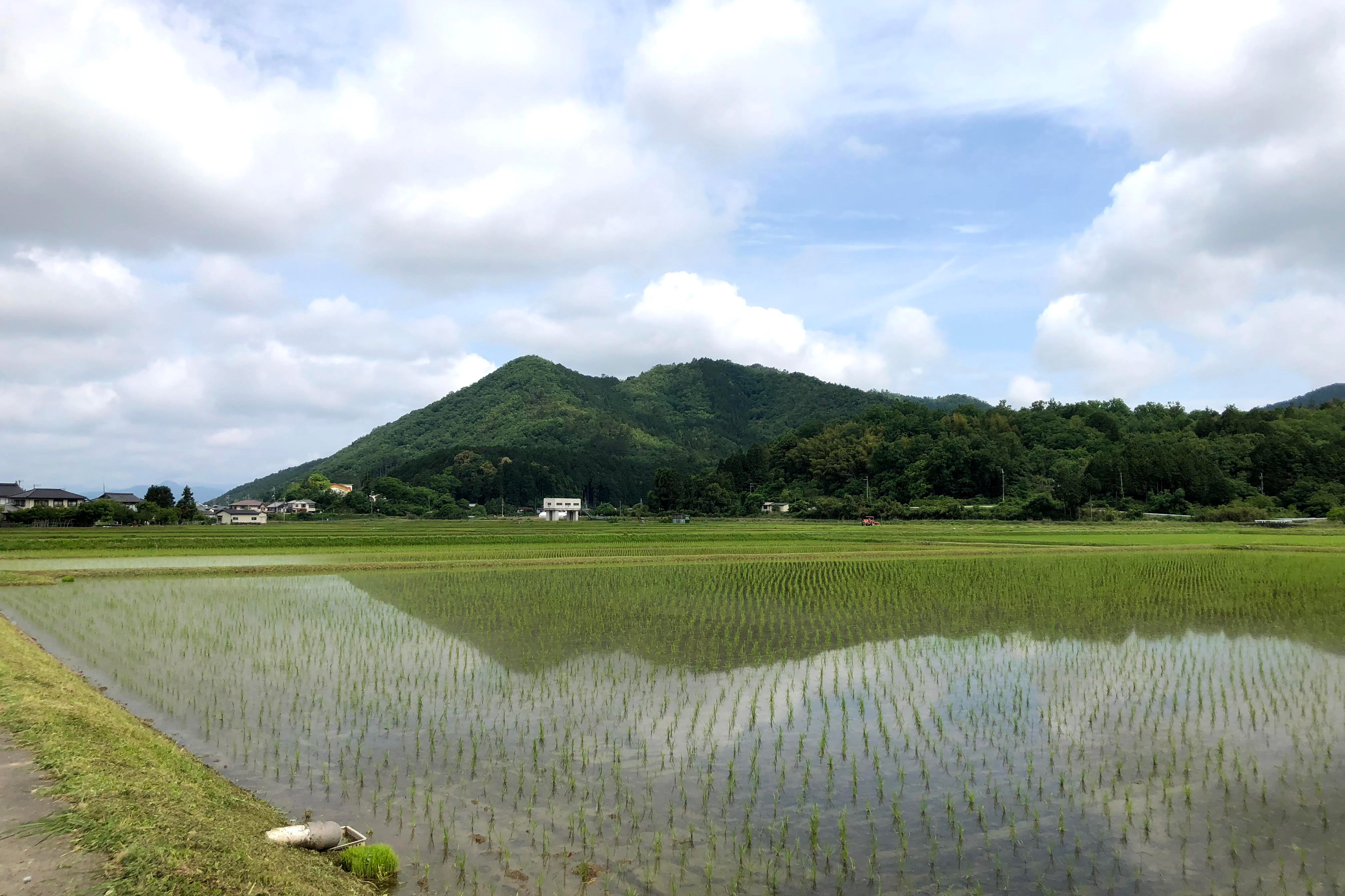 Rice paddies in the Rokunobu district that supply sake rice grown with the same water system as the brewery.
