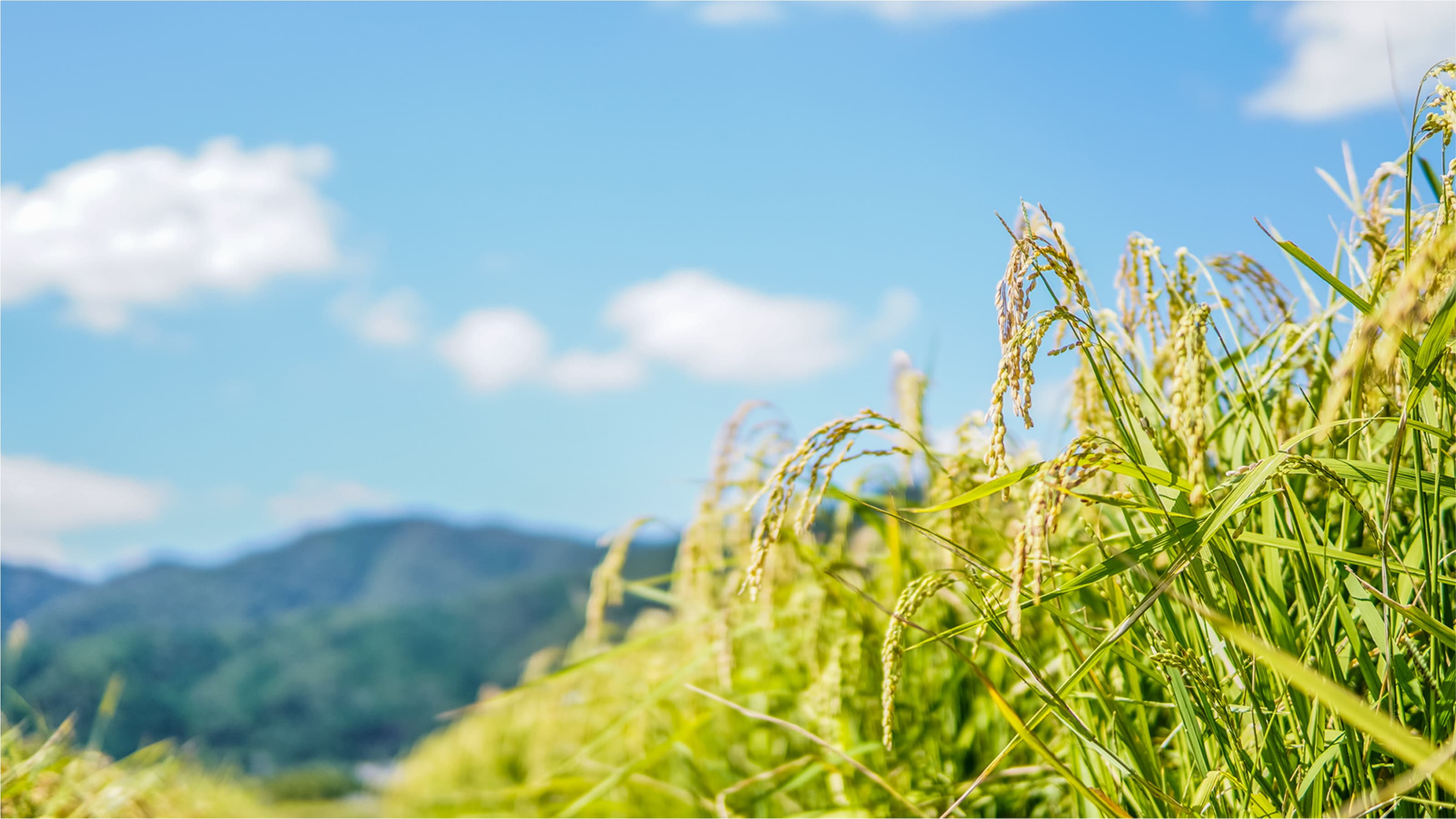 Rice paddies with mountains in the background, part of Tanzan's own Yamada Nishiki cultivation.