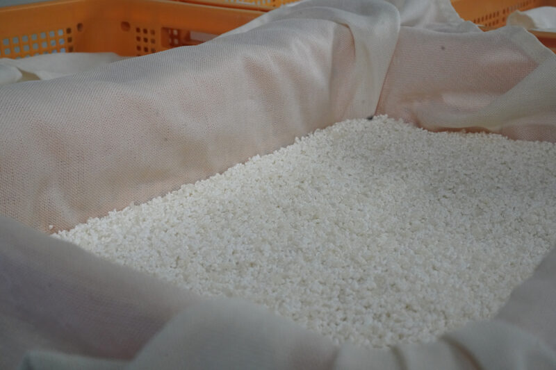 Steamed rice laid out in cloth-lined trays for koji cultivation (seikiku).