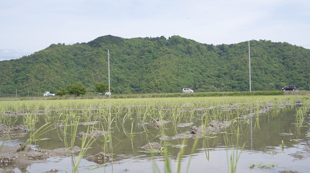 Rice paddies near the brewery in Taga, Shiga Prefecture.