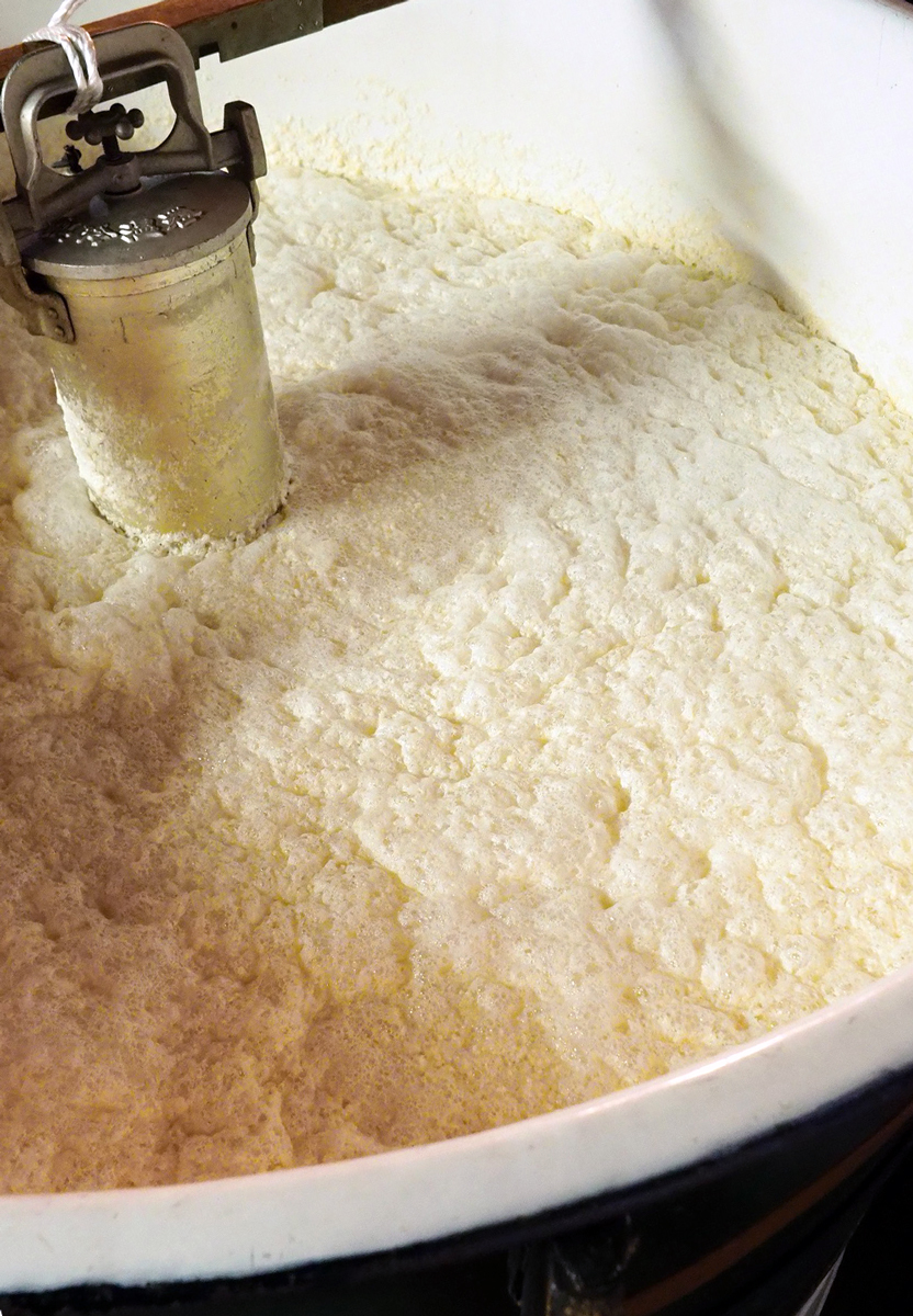 Rice koji fermenting in a brewing tub