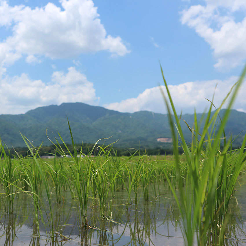 菰野町の田んぼと鈴鹿山脈