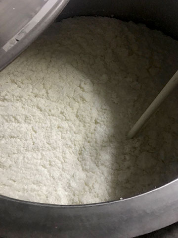 Freshly made rice koji spread in a shallow tub.