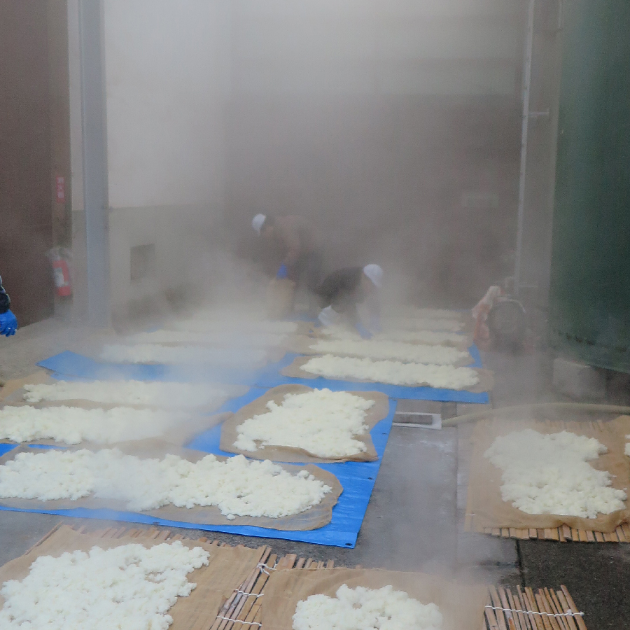 Steamed rice spread out on mats to cool before koji-making.