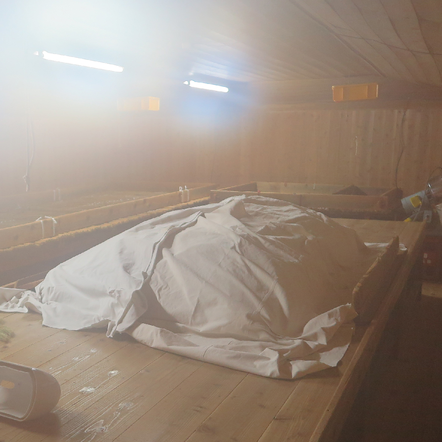 Covered rice resting in the koji room, filled with steam.
