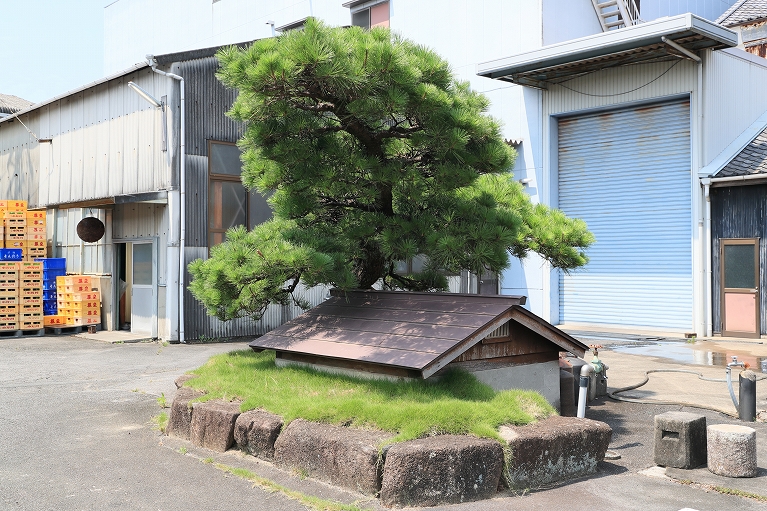 Brewery warehouse buildings with a pine tree at the entrance