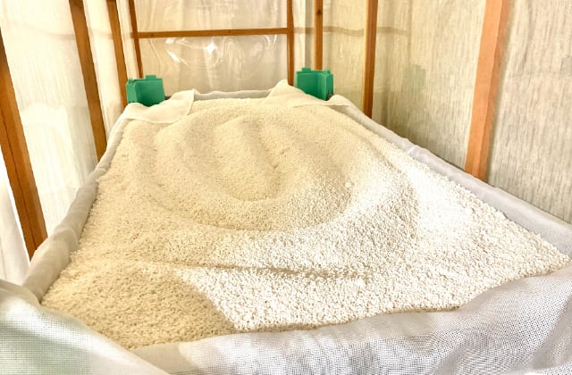 Steamed rice (koji rice) being prepared during brewing