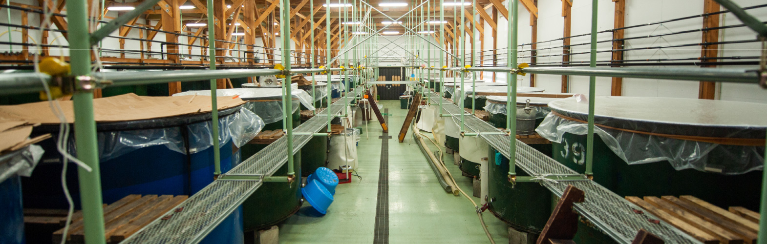 Rows of fermentation tanks inside the brewery