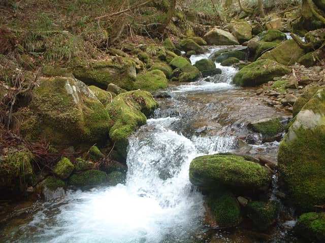 Mountain stream used as the brewery's water source