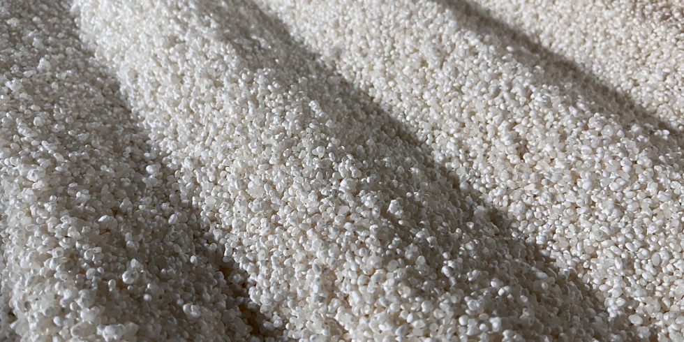 Close-up of steamed rice used in the brewing process, lit by streaks of sunlight