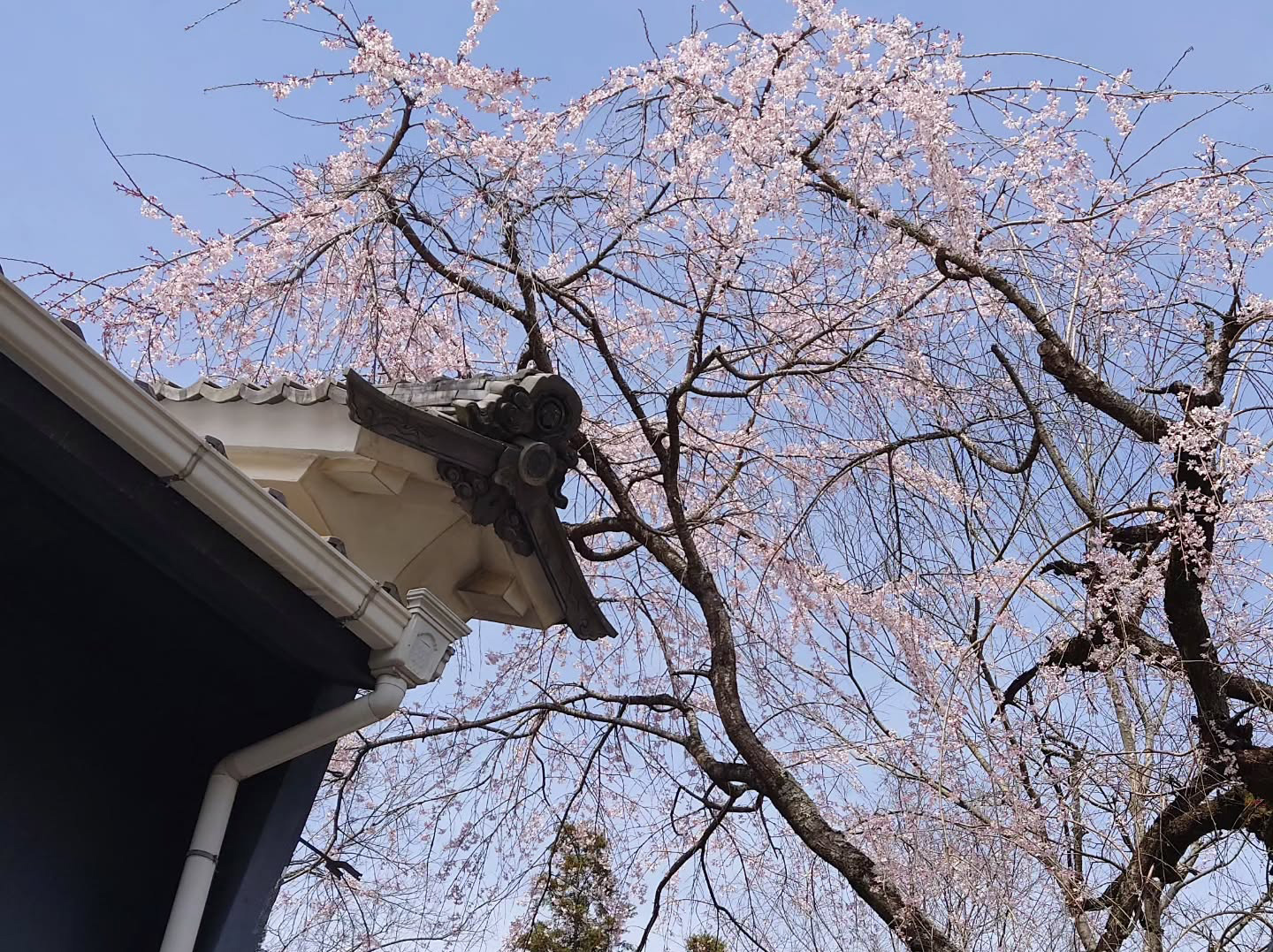 Detail of the kura roof eave beneath blossoming cherry trees