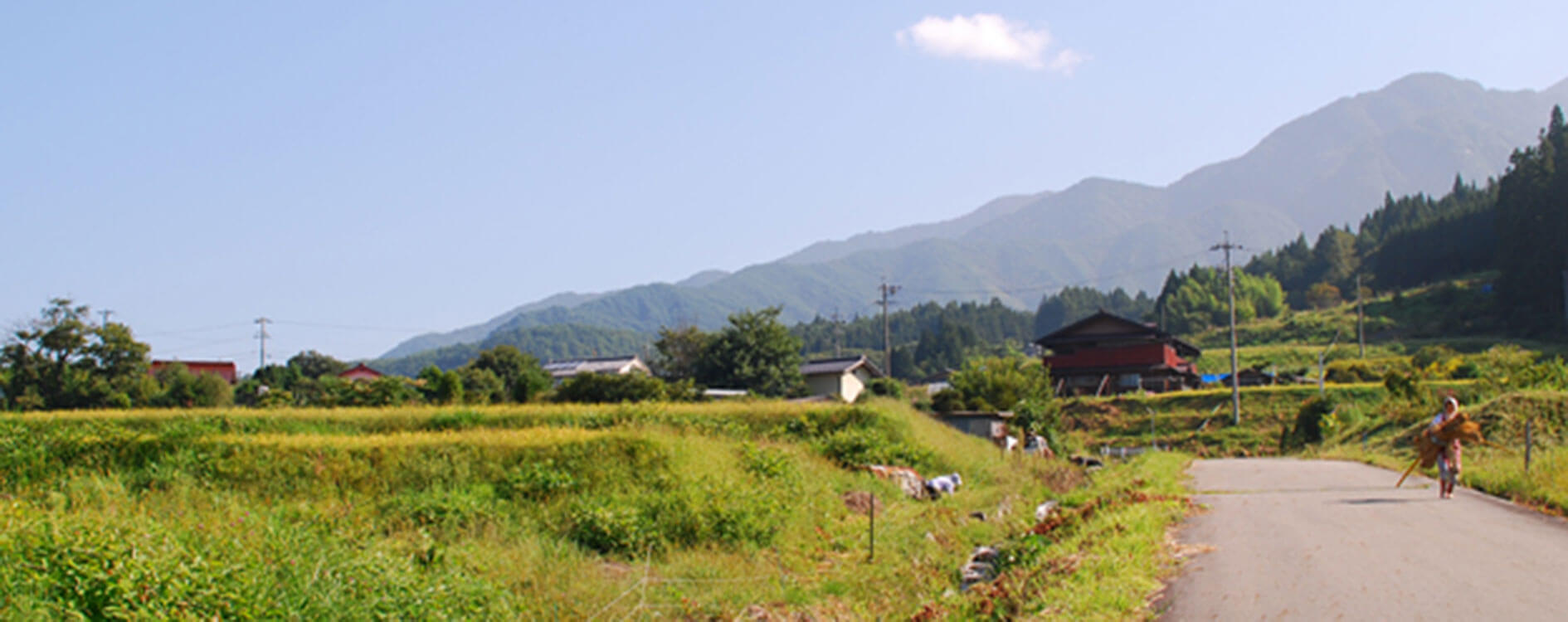 自社栽培の酒米「山恵錦」を育てる上松町吉野地区の田園風景
