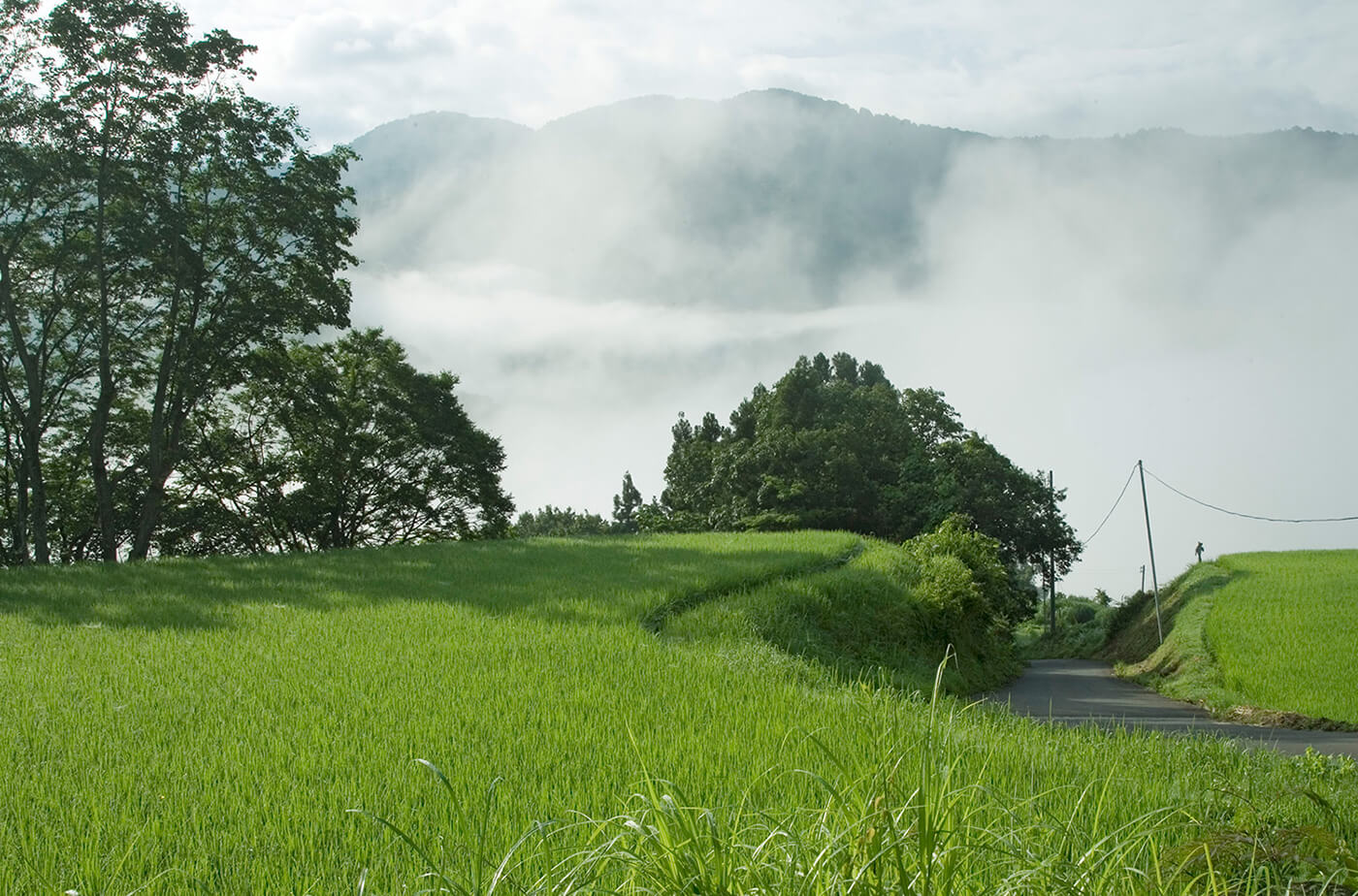 Misty rice paddies in the mountains of Iiyama