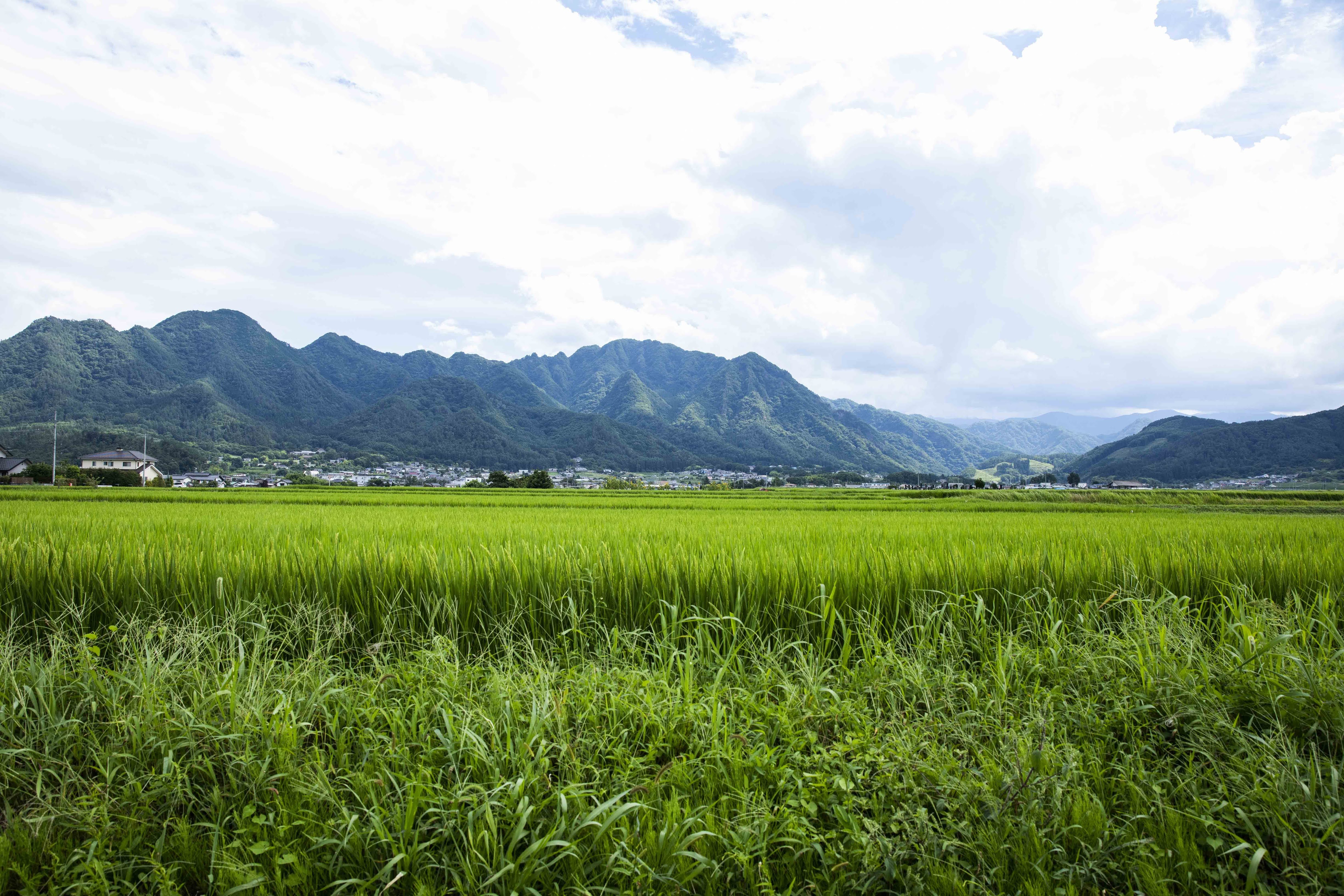 Rice paddies in the Shioda-daira area near the brewery