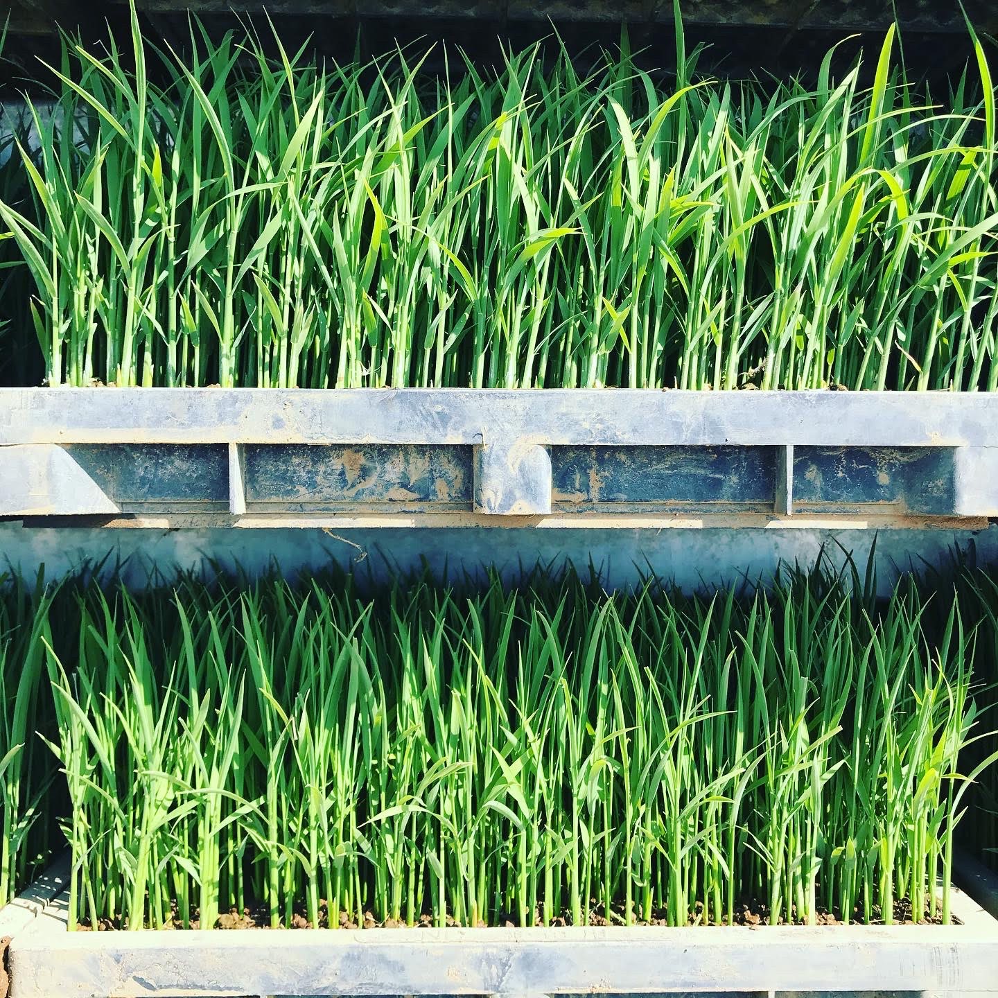 Rice seedling trays grown for the brewery's sake rice