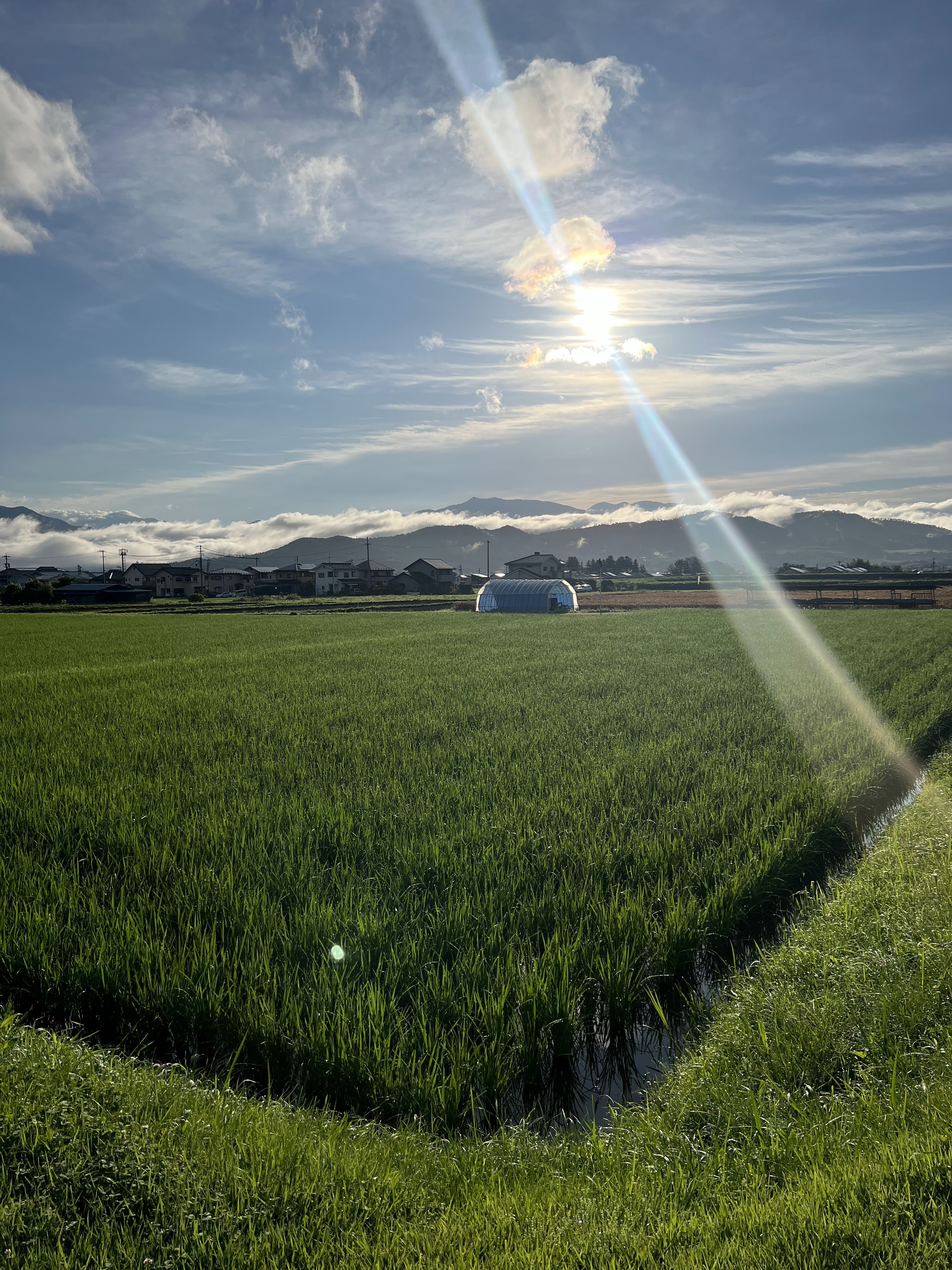 Sunrise over the rice fields near the brewery