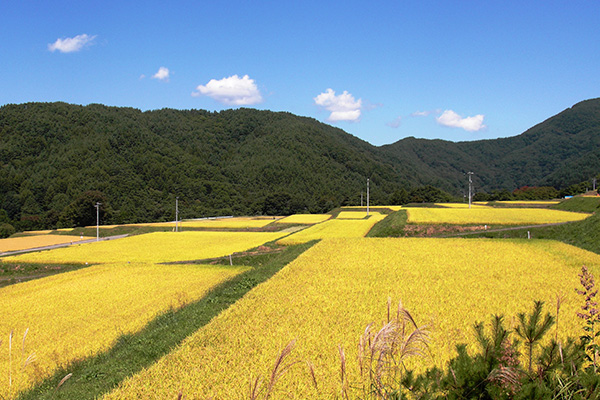 Rice paddies in the Ina Valley where Senjo's sake rice, including Hitogokochi, is grown.
