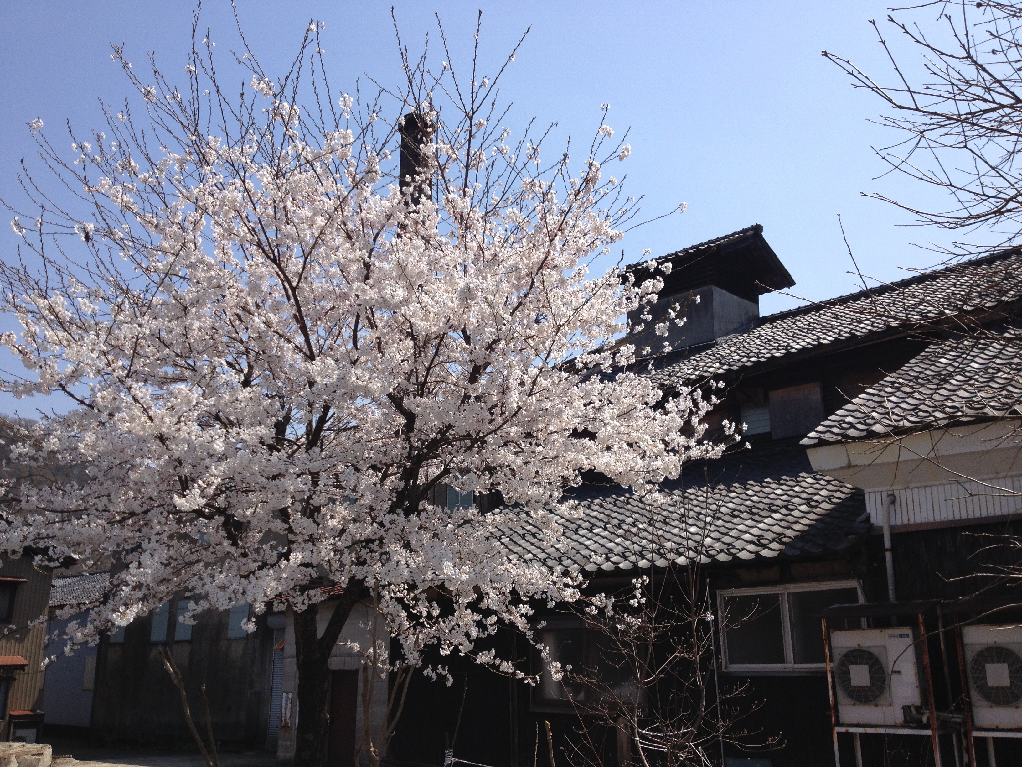 Cherry blossoms in bloom in front of the brewery's traditional tiled-roof building and chimney in spring.