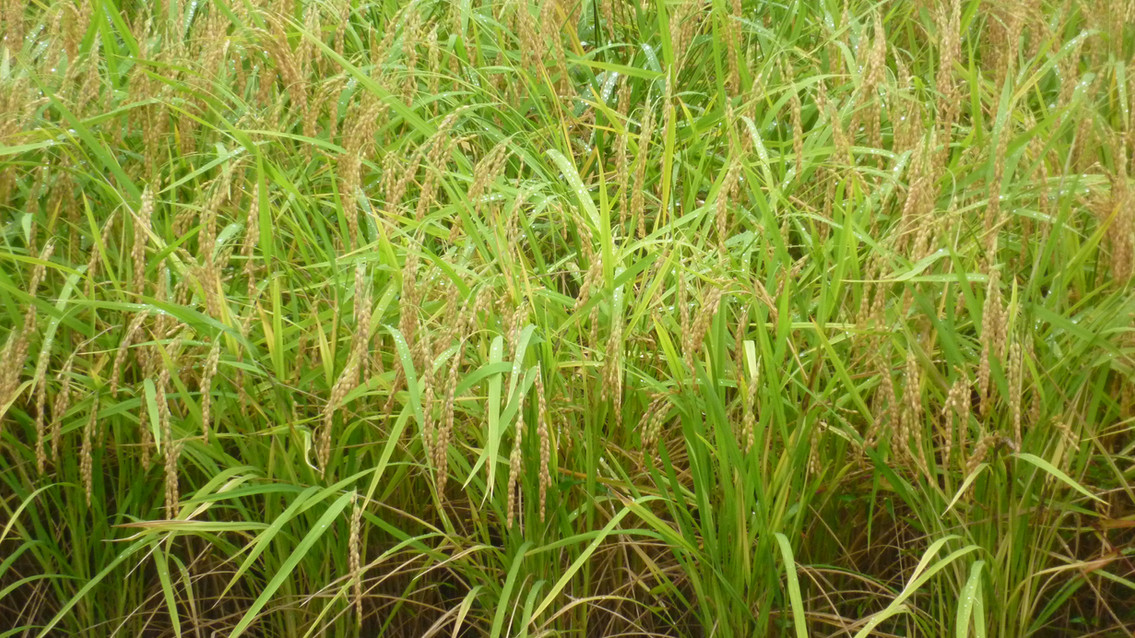 Kubota Syuzo Co.
