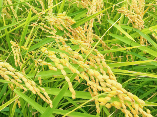 Rice paddy where the brewery grows its proprietary sake rice.