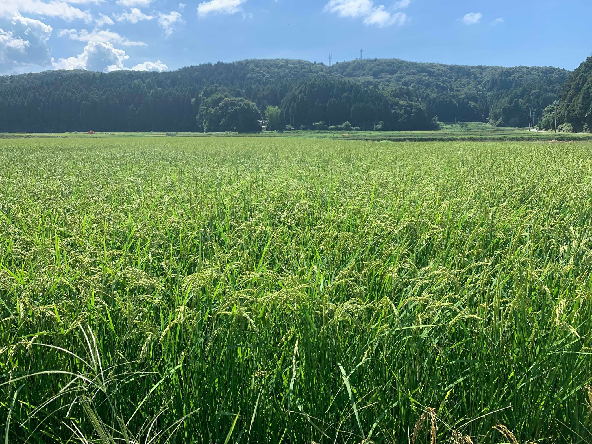 Rice paddy in Noto, an area recognized as a Globally Important Agricultural Heritage System (GIAHS), where the brewery's contract sake rice is grown.