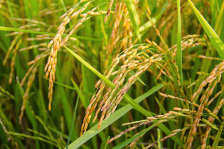 Rice paddy close-up