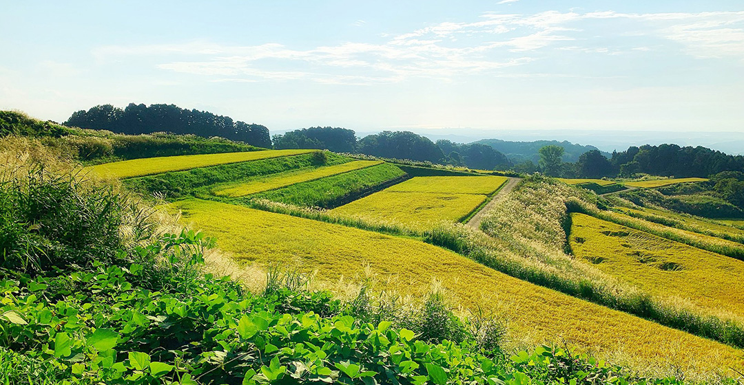 Terraced rice paddies (tanada) in Kakizaki, source of the brewery's contract-grown rice
