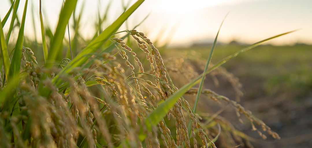 Close-up of rice ears grown under contract farming exclusively for the brewery