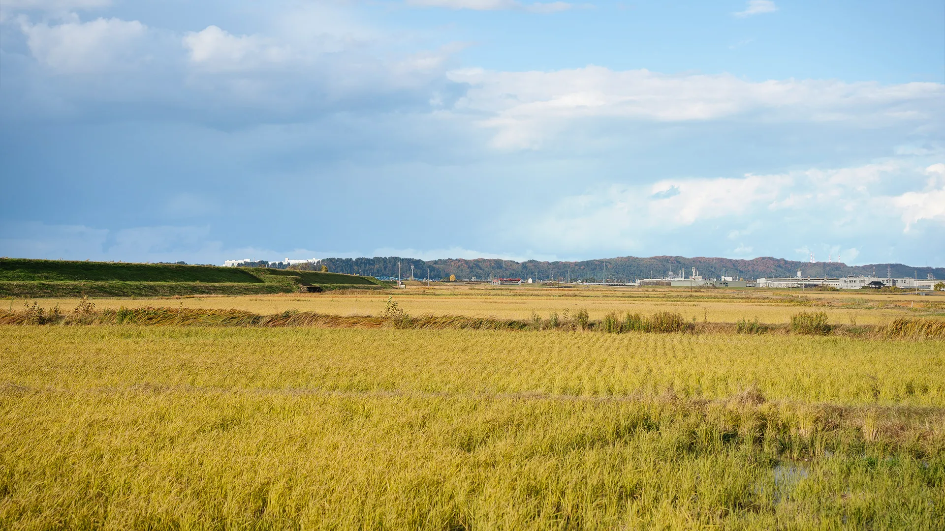 Golden rice fields near the brewery in Toyama, with the mountains in the background.
