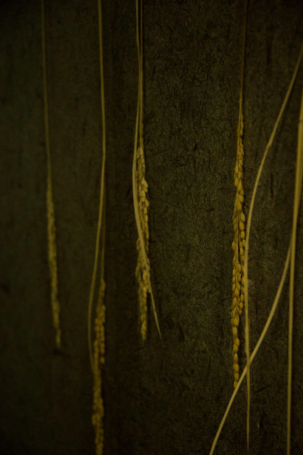 Rice ears hung to dry