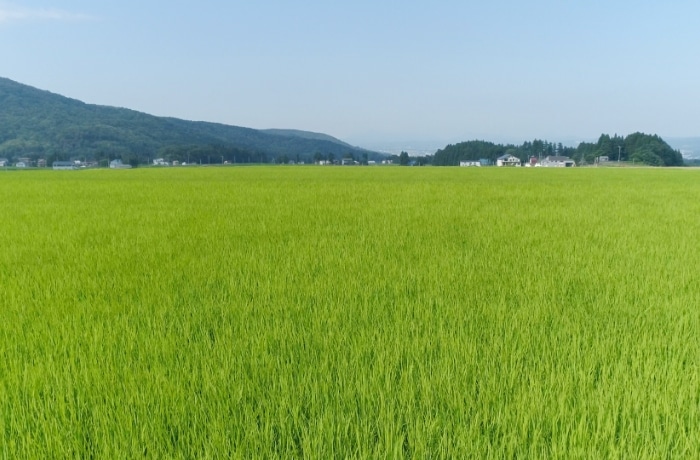 Rice paddies in Myoko, Niigata, where sake rice is grown near the brewery.