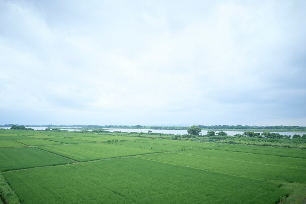 Wide view of the Kamedago Oeyamasan rice paddies used for Koshino Kanbai's local-terroir sake